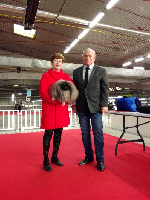 des hussards de l'empereur - EXPOSITION CANINE ST ETIENNE NOVEMBRE 2015 NOS CHIENS EN HAUT DU PALMA