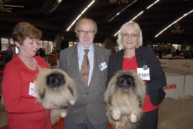 des hussards de l'empereur - EXPOSITION CANINE DE PERPIGNAN LE 24 JANVIER 2016 GLOIRE POUR L ELEVAG