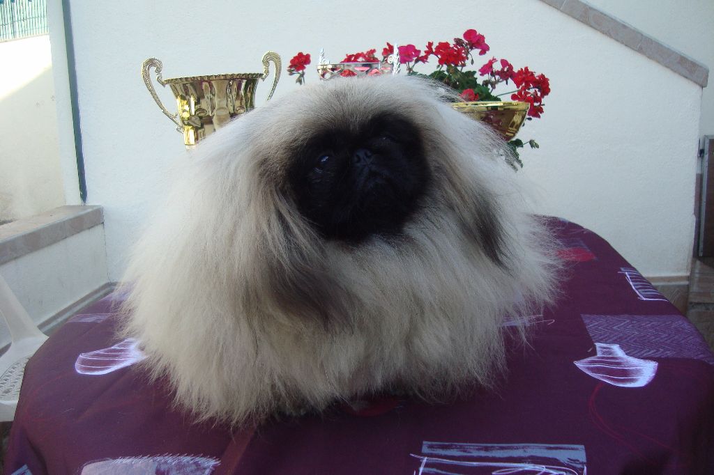 des hussards de l'empereur - JYPSI A L HONNEUR EXPO AVIGNON SPECIALE PEKINOIS