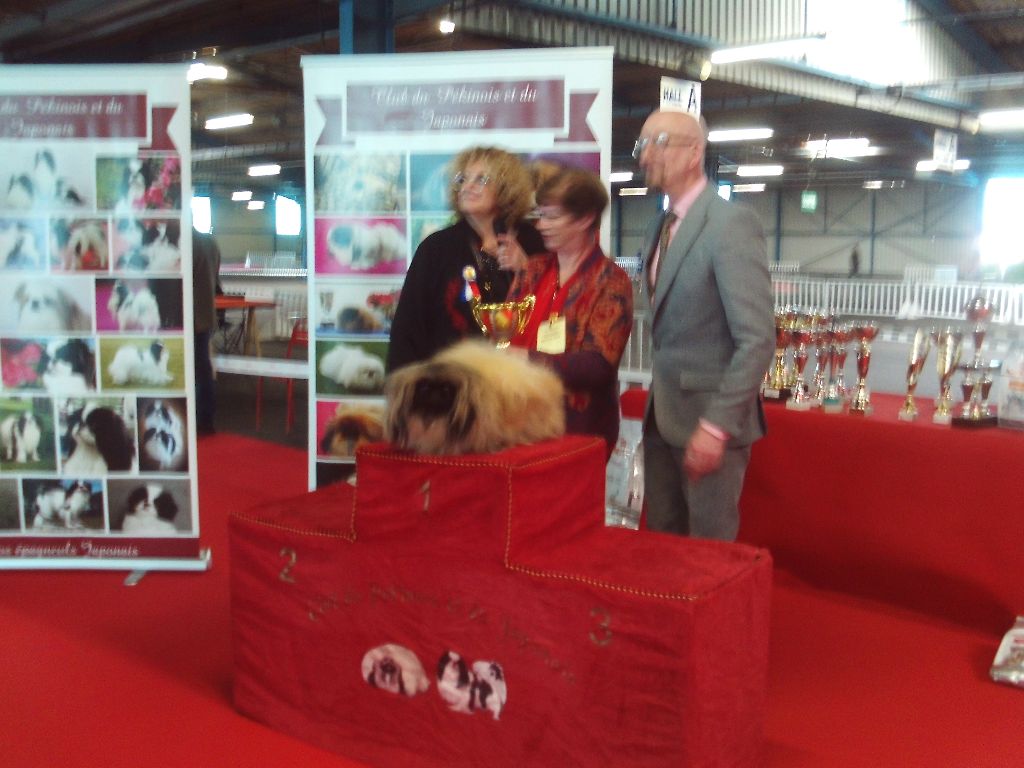 des hussards de l'empereur - EXPO MONTLUCON NATIONALE ELEVAGE