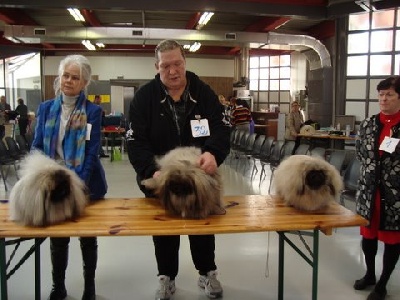 des hussards de l'empereur - CHUN CACS A LA SPECIALE PEKINOIS