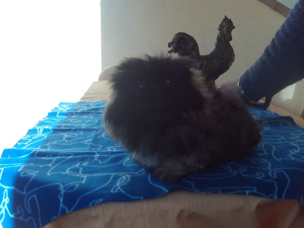 superbes chiots a réserver