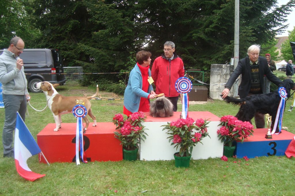 des hussards de l'empereur - BEST IN SHOW POUR NINA