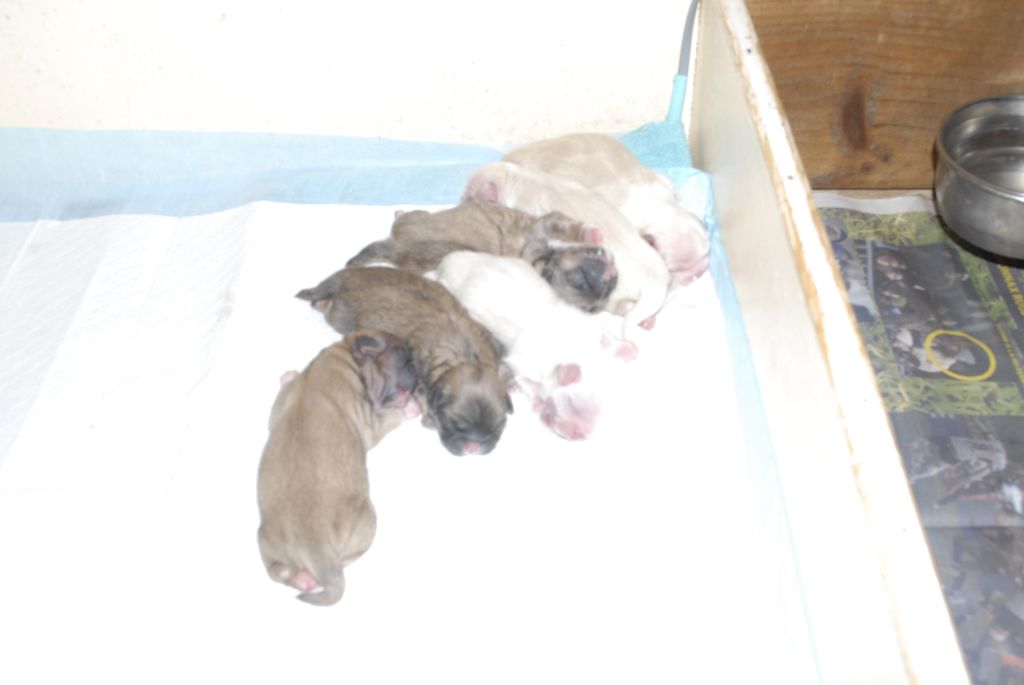 des hussards de l'empereur - CARNET ROSE 6 BEBES SONT NES 5FEMELLES/2MALES