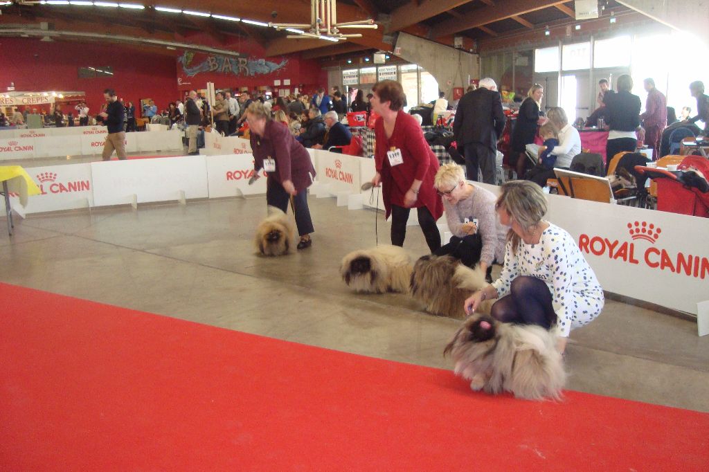 des hussards de l'empereur - exposition canine DE PERPIGNAN 2 CACIB