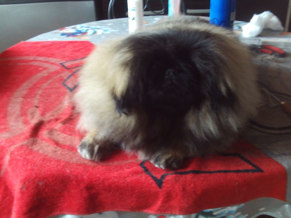 des hussards de l'empereur - NOTRE BEAU BEBE 4 MOIS