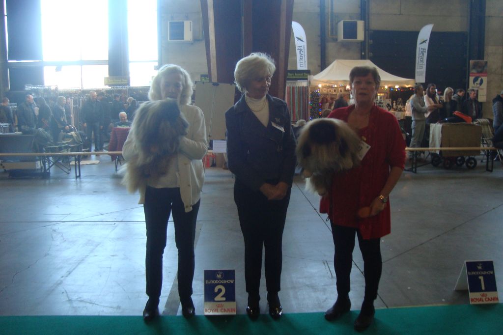 des hussards de l'empereur - EXPOSITION CANINE DE COURTRAI 18 NOVEMBRE 2018