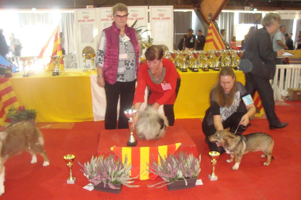 des hussards de l'empereur - OREO BEST IN SHOW AVIGNON 7/10/2018